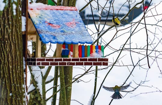 Chickadee birds sit on branches and in a colorful bird feeder in winter