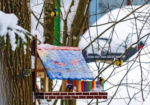 Chickadee birds sit on branches and in a colorful bird feeder in winter