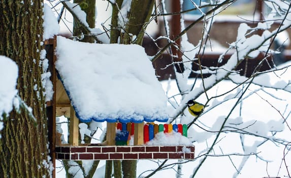 Chickadee birds sit on branches and in a colorful bird feeder in winter