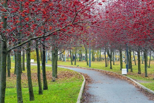 Alley with red mountain ash in the park named after the 300th anniversary of St. Petersburg . Russia.