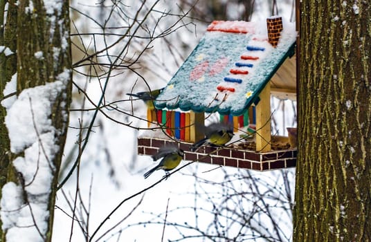 Chickadee birds sit on branches and in a colorful bird feeder in winter
