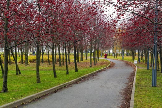 Alley with red mountain ash in the park named after the 300th anniversary of St. Petersburg . Russia.
