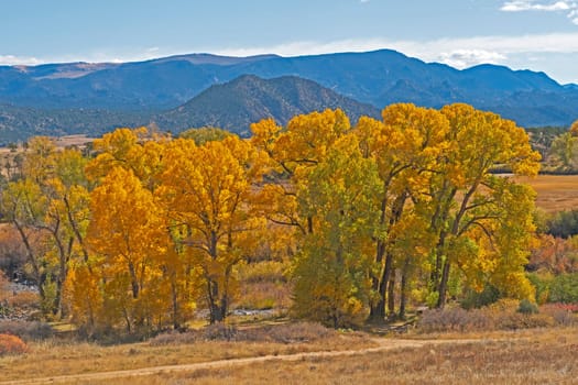 Cottonwood Trees in Autumn Colors Near Fairplay, Colorado