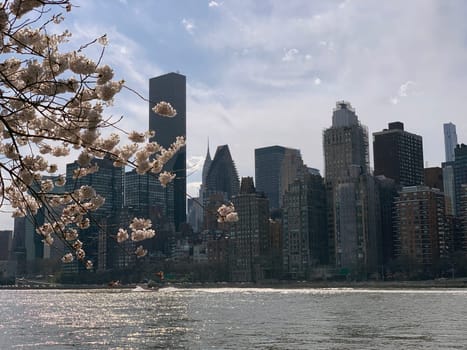 The east side of Manhattan with the East River during the spring cherry blossom from Roosevelt island