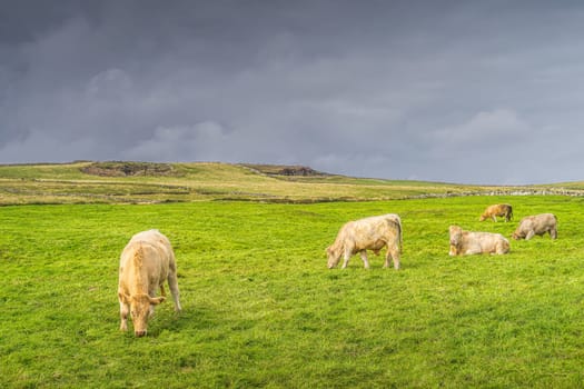 Herd of cows or cattle grazing on fresh green field or pasture on Cliffs of Moher, Wild Atlantic Way, County Clare, UNESCO, Ireland