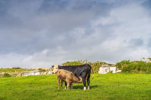 Young calf feeding on mothers milk on fresh green field, Cliffs of Moher, Wild Atlantic Way, County Clare, UNESCO, Ireland