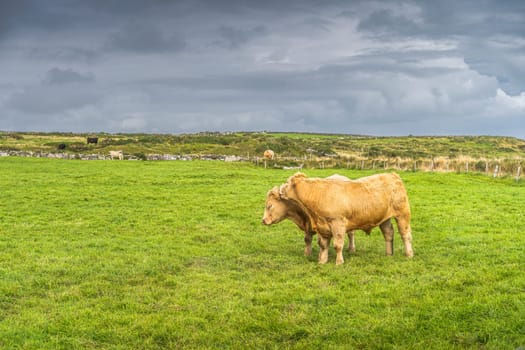 Two happy cows hugging each other on fresh green field on Cliffs of Moher, Wild Atlantic Way, County Clare, UNESCO, Ireland