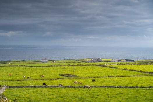 Herd of cattle grazing on green fields or pastures around small village or cottage, Cliffs of Moher, Wild Atlantic Way, County Clare, UNESCO, Ireland
