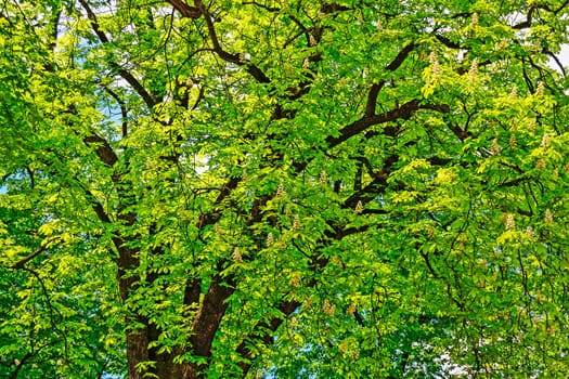 Chestnuts Tree at Spring