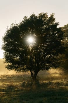 Field maple, Acer campestre in a park near Magdeburg in the early morning with back light