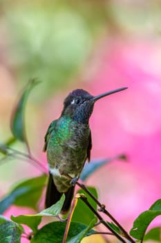 violet-headed hummingbird (Klais guimeti) Beautiful bird at San Gerardo de Dota, Wildlife and birdwatching in Costa Rica.