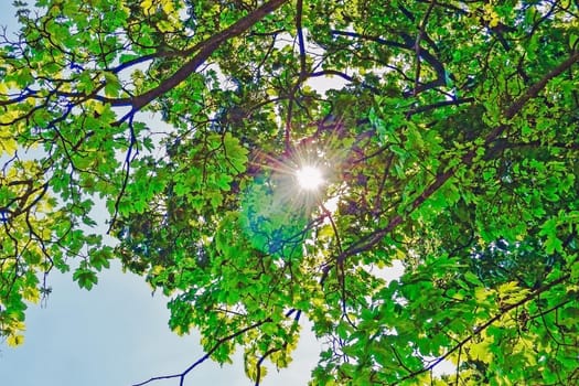 Chestnuts Tree at Spring with Sun Rays