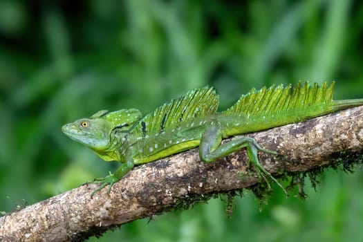 Plumed green basilisk (Basiliscus plumifrons), sitting on branch. Refugio de Vida Silvestre Cano Negro, Costa Rica wildlife.