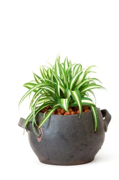 Chlorophytum in clay pot on wooden background