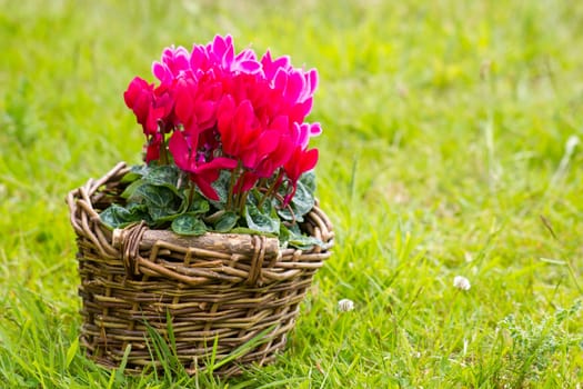 cyclamen persicum in a basket