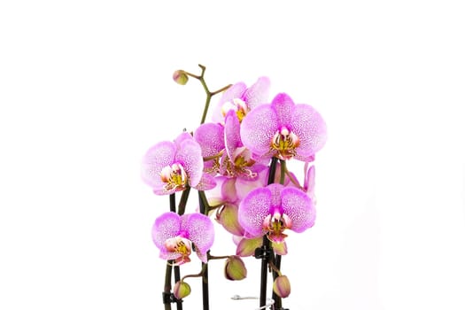 Beautiful pink orchid  -  phalaenopsis - white background