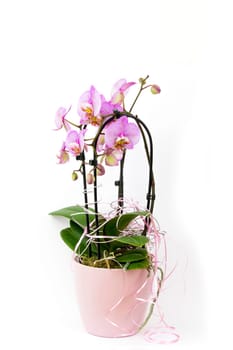 Beautiful pink orchid in a pot  -  phalaenopsis - white background
