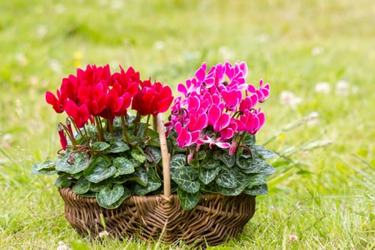 cyclamen persicum in a basket