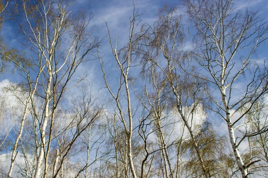 The birch trees, trees in front of spring sky and clouds.