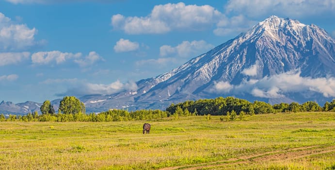 The Volcano and meadow with a horse in Kamchatka Peninsula