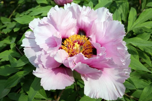 Details of a species of giant peony in garden.