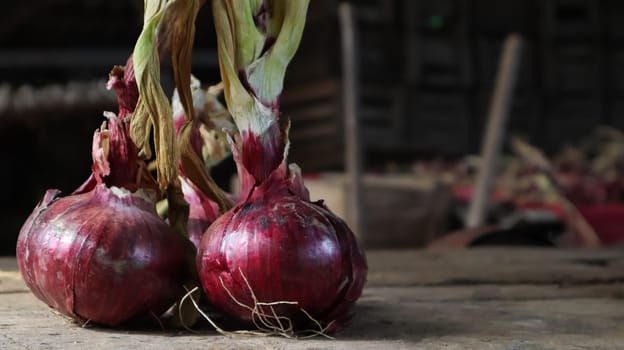 Fresh large onion red or purple onions on a very old oak wood board outdoors. Perennial herb of the Onion family, a widespread vegetable crop