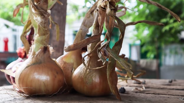 Fresh large yellow onions on a very old oak wood board outdoors. Perennial herb of the Onion family, a widespread vegetable crop