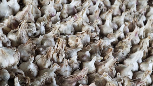 A lot of messidor garlic is spread out in the open air. This variety is high yielding good quality, ripens early and has a high yield, grown in Holland