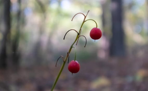 Lily of the valley bush with ripe orange red fruits in the forest. Autumn sunny natural background with red berries. Orange fruit of lily of the valley on a green stalk in the forest
