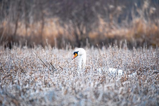 Beauty in nature, mute swan (Cygnus olor) swim in winter on pond on snowy landscape, Czech Republic Europe wildlife