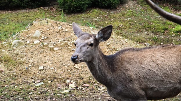 deer walks in the forest in early summer in the Carpathians