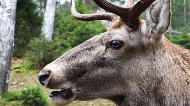 White-tailed deer very detailed close-up portrait. With a deer eye. ungulates ruminant mammals. Portrait courageous deer.