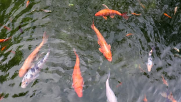 Royal carp in the pond. Japanese koi in water top view. Brocade carp in the water. Sacred fish. Decorative domesticated fish bred from the Amur subspecies.