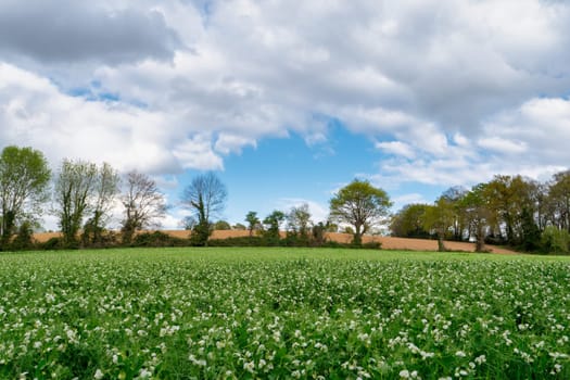 Field of peas in bloom in spring time
