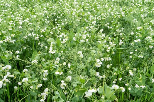 Field of peas in bloom in spring time