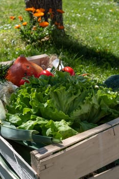seasonal vegetables in a wooden crate