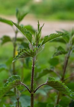 Stinging nettles growing in a field