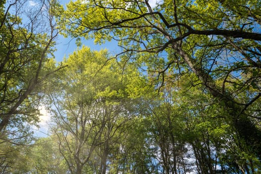 a view under the trees in the forest