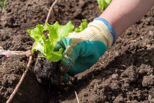 a close up of woman hands gardening