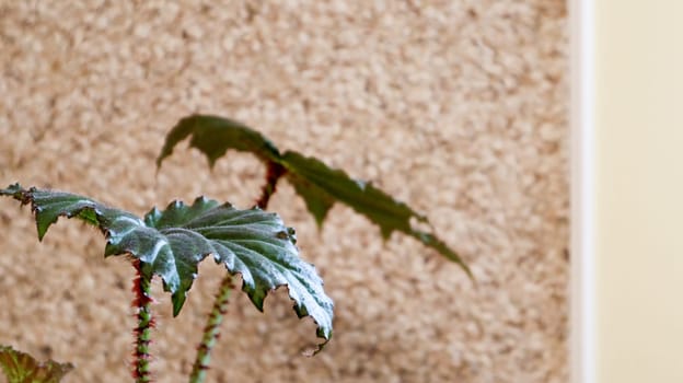 green indoor plant close-up in a pot near the wall. plant leaves inside near blank wall