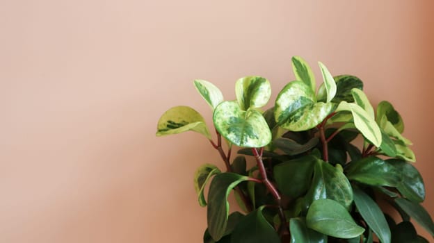 green indoor plant close-up in a pot near the wall. plant leaves inside near blank wall
