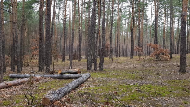 Nature background Pine forest in autumn. Beautiful landscape.