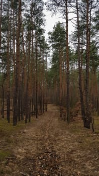 Nature background Pine forest in autumn. Beautiful landscape.
