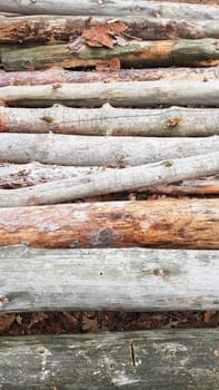 Freshly sawn logs. Logs of trees in the forest after felling.