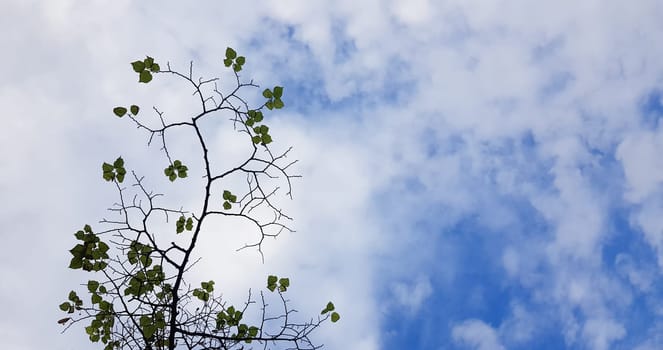 Green leaves on a tree branch against a blue sky with white clouds. Freshness in the spring season. Copy space