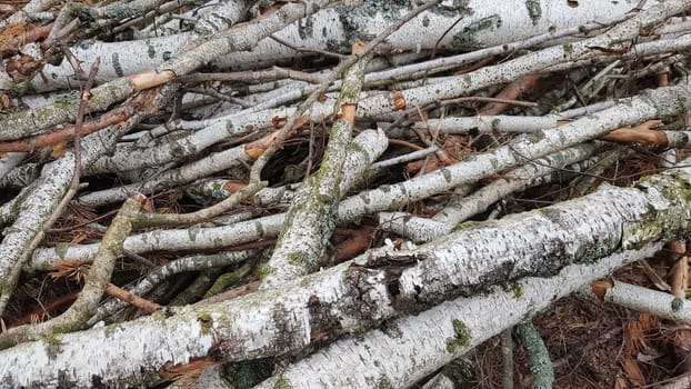 Freshly sawn logs. Logs of trees in the forest after felling.