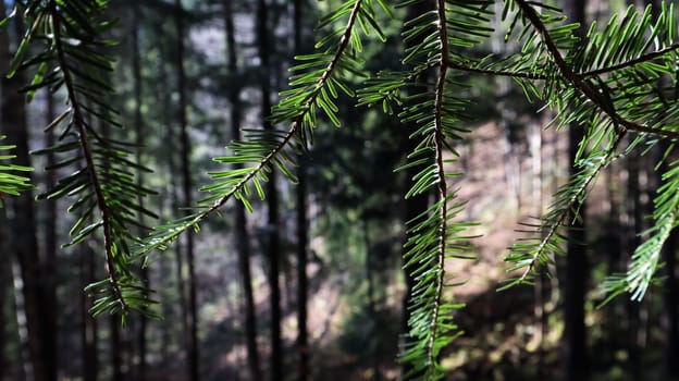 Tourist route Dovbush trail. Picturesque rocks on a hiking trail in a forest mountain near the village of Yaremche in autumn. Beautiful pine forest on a sunny day. Ukraine, Carpathians.