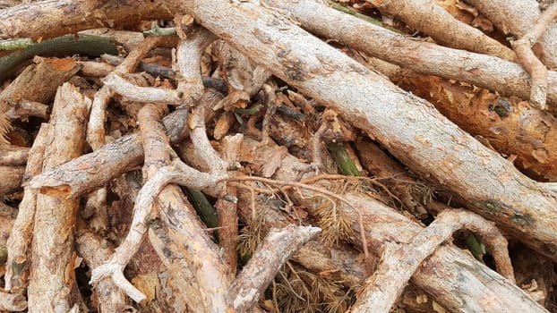 Freshly sawn logs. Logs of trees in the forest after felling.