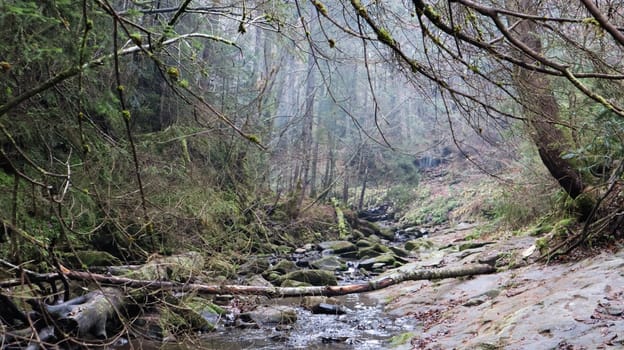 Landscape of a mountain river in the forest in early autumn and late summer. water in a natural stream. beautiful and relaxing forest with a river. River deep in mountain forest. Nature composition
