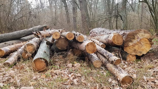 Freshly sawn logs. Logs of trees in the forest after felling.